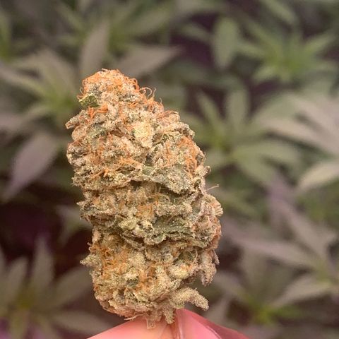 Zkittle LPC, TP & Palp Kush growlog photo: T.PANDA FINAL