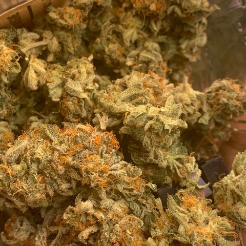 Zkittle LPC, TP & Palp Kush growlog photo: LEMONPOUNTCAKE FINAL