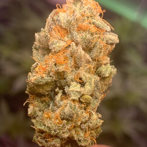 Zkittle LPC, TP & Palp Kush growlog photo: LEMONPOUNTCAKE FINAL