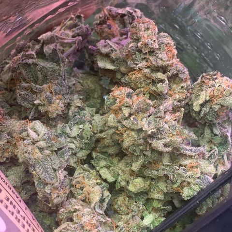 Zkittle LPC, TP & Palp Kush growlog photo: PALPATINE KUSH FINAL