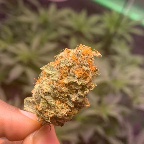 Zkittle LPC, TP & Palp Kush growlog photo: LEMONPOUNTCAKE FINAL