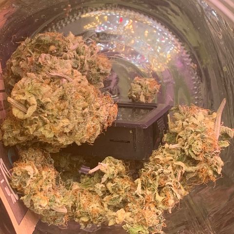 Zkittle LPC, TP & Palp Kush growlog photo: T.PANDA FINAL