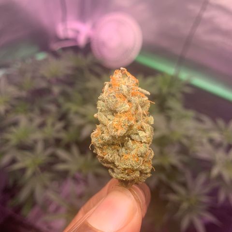 Zkittle LPC, TP & Palp Kush growlog photo: LEMONPOUNTCAKE FINAL