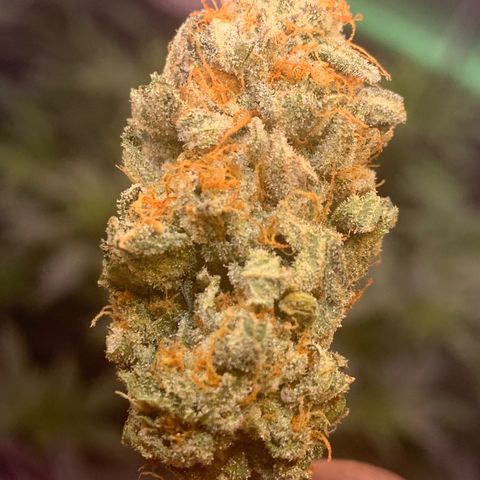 Zkittle LPC, TP & Palp Kush growlog photo: LEMONPOUNTCAKE FINAL