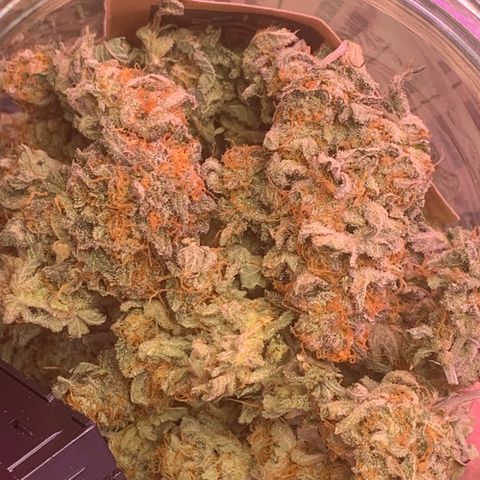 Zkittle LPC, TP & Palp Kush growlog photo: LEMONPOUNDCAKE FINAL