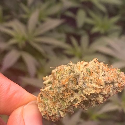 Zkittle LPC, TP & Palp Kush growlog photo: T.PANDA FINAL