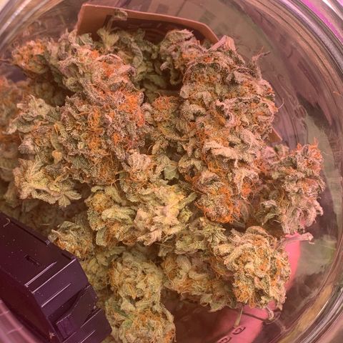 Zkittle LPC, TP & Palp Kush growlog photo: LEMONPOUNDCAKE FINAL