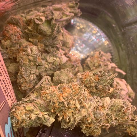 Zkittle LPC, TP & Palp Kush growlog photo: PALPATINE KUSH FINAL
