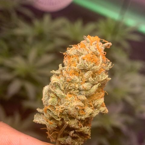 Zkittle LPC, TP & Palp Kush growlog photo: LEMONPOUNTCAKE FINAL