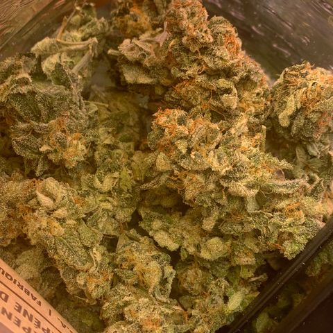 Zkittle LPC, TP & Palp Kush growlog photo: PALPATINE KUSH FINAL