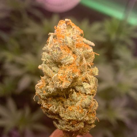 Zkittle LPC, TP & Palp Kush growlog photo: LEMONPOUNTCAKE FINAL