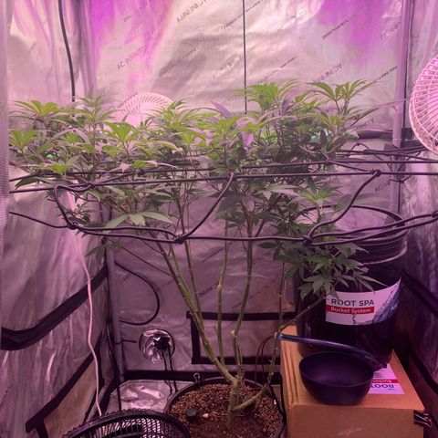 Zkittle Gpa growlog photo: Sea of green 