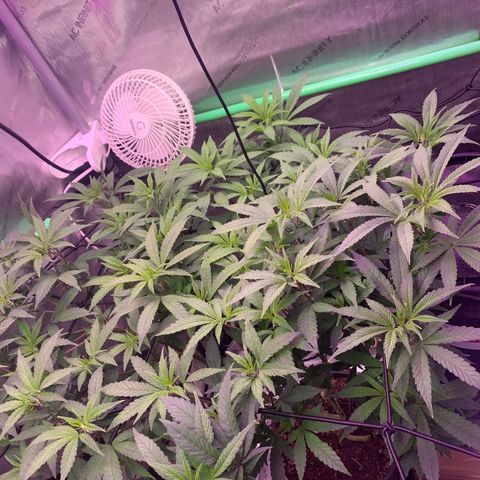 Zkittle Gpa growlog photo: Sea of green 