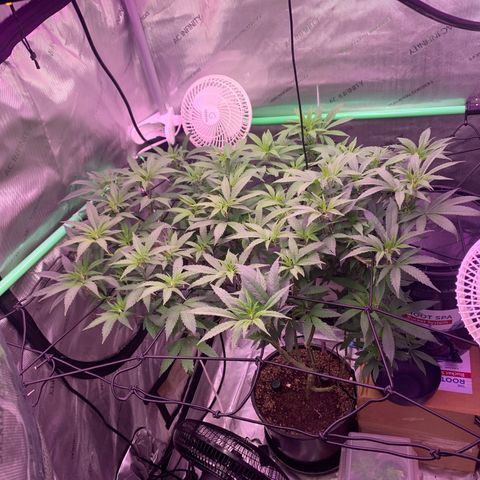 Zkittle Gpa growlog photo: Sea of green 