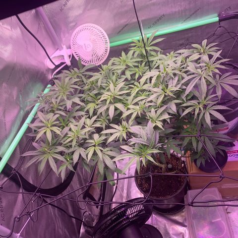 Zkittle Gpa growlog photo: Sea of green 
