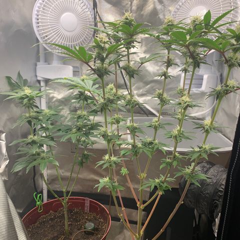 Mota Hari XX growlog photo: Nuggin 