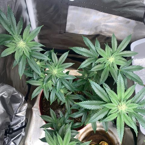 Mota Hari XX growlog photo: Nuggin 