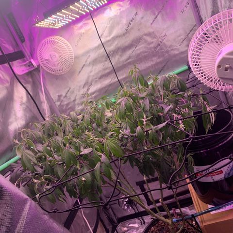 Zkittle Gpa growlog photo: Need water