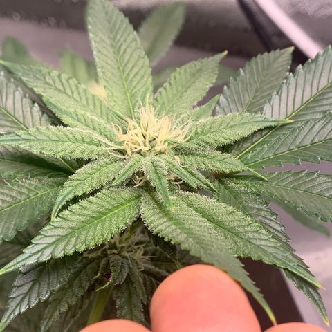 Mota Hari XX growlog photo: Nuggin 