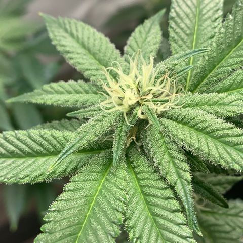 Mota Hari XX growlog photo: Nuggin 