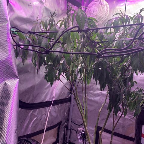 Zkittle Gpa growlog photo: Need water