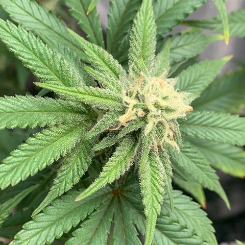 Mota Hari XX growlog photo: Nuggin 