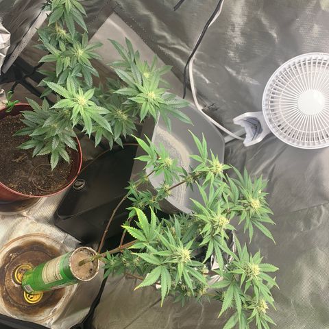 Mota Hari XX growlog photo: Nuggin 
