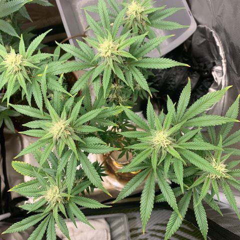 Mota Hari XX growlog photo: Nuggin 