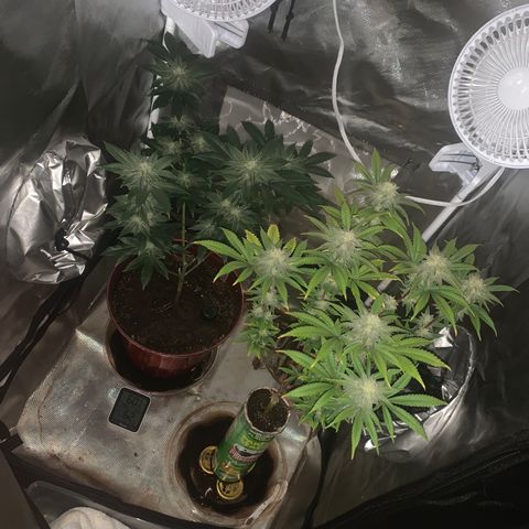 Mota Hari XX growlog photo: Week 6 feed
