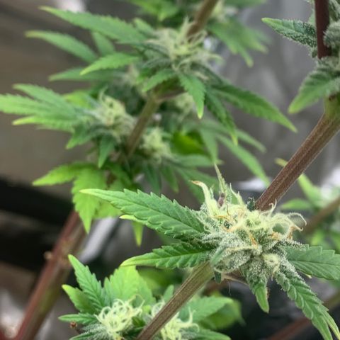 Mota Hari XX growlog photo: Week 6 feed