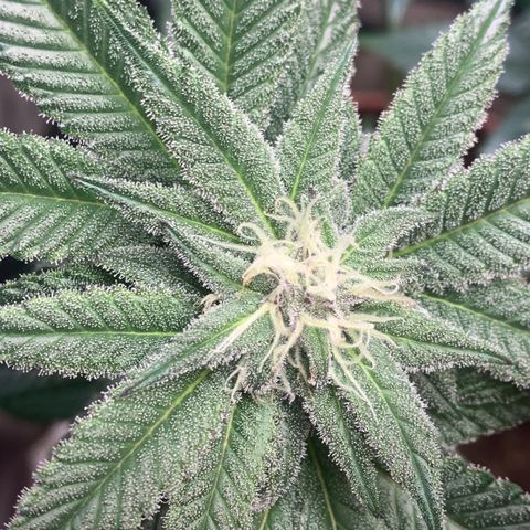 Mota Hari XX growlog photo: Week 6 feed
