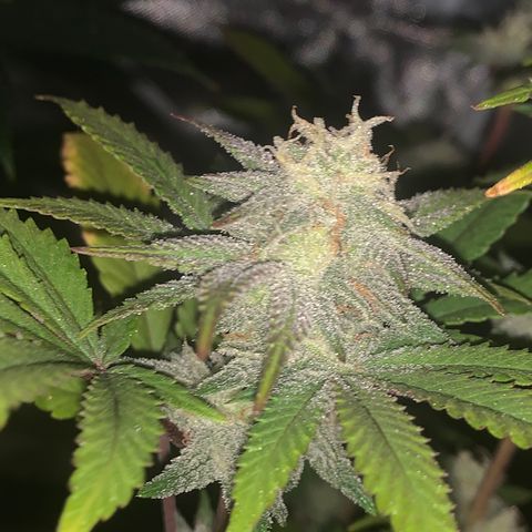 Mota Hari XX growlog photo: Week 6 feed