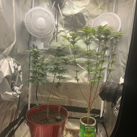 Mota Hari XX growlog photo: Week 6 feed
