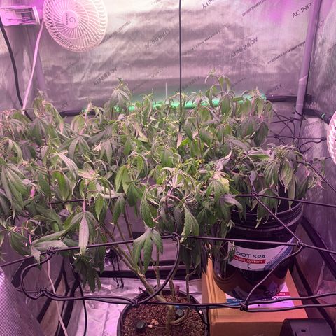 Zkittle Gpa growlog timeline photo