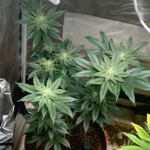 Mota Hari XX growlog photo: Week 6 feed
