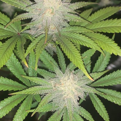 Mota Hari XX growlog photo: Week 6 feed