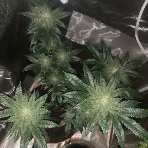 Mota Hari XX growlog photo: Week 6 feed