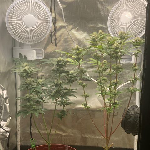 Mota Hari XX growlog photo: Week 6 feed