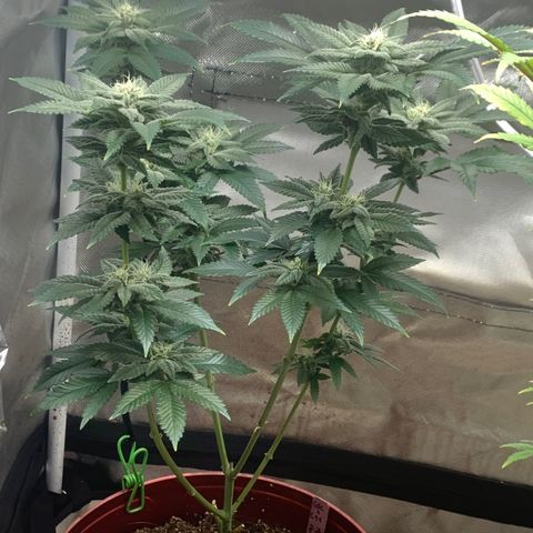Mota Hari XX growlog photo: Week 6 feed