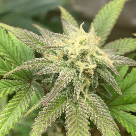 Mota Hari XX growlog photo: Week 6 feed.. frost!