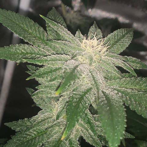 Mota Hari XX growlog photo: Week 6 feed