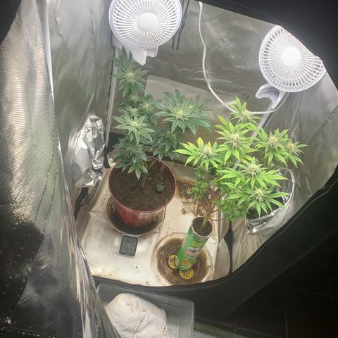 Mota Hari XX growlog photo: Week 6 feed