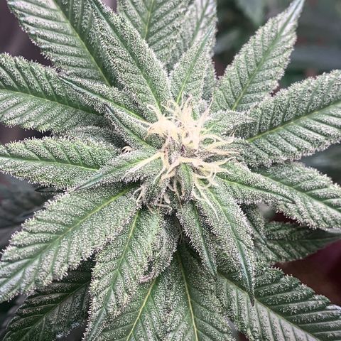 Mota Hari XX growlog photo: Week 6 feed
