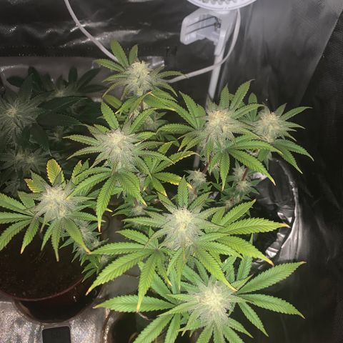 Mota Hari XX growlog photo: Week 6 feed
