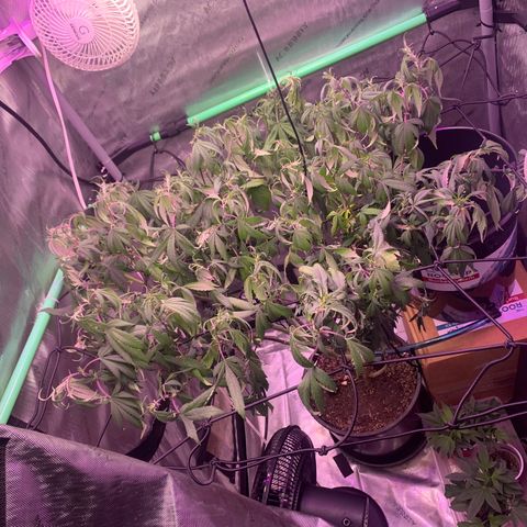 Zkittle Gpa growlog timeline photo