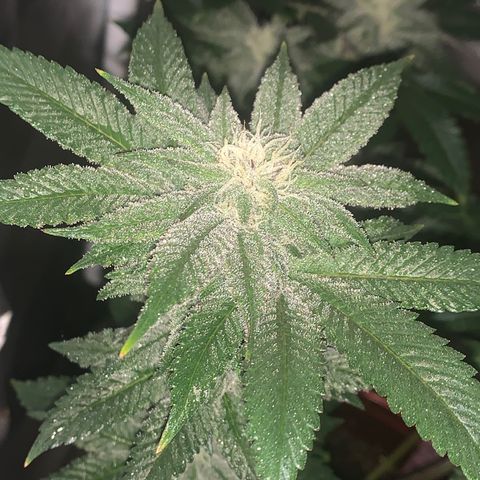 Mota Hari XX growlog photo: Week 6 feed