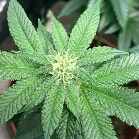 Mota Hari XX growlog photo: Nuggin 