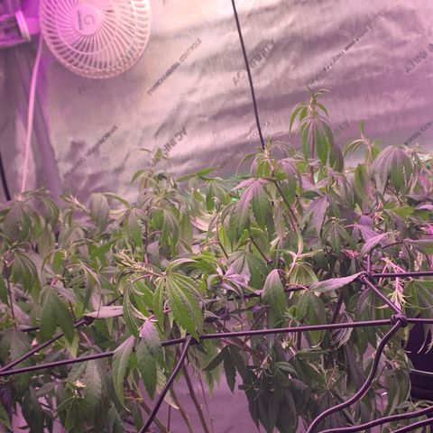 Zkittle Gpa growlog photo: Need water