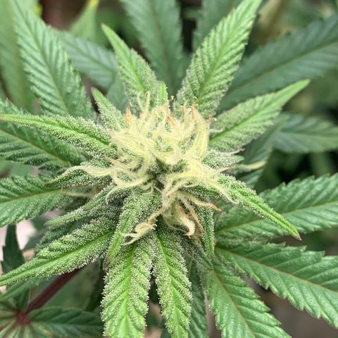 Mota Hari XX growlog photo: Nuggin 