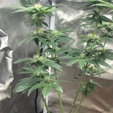 Mota Hari XX growlog photo: Nuggin 